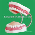 Modelo de cuidado dental (32 dientes), cuidado dental, cuidado dental natural